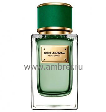 Dolce & Gabbana Velvet Cypress